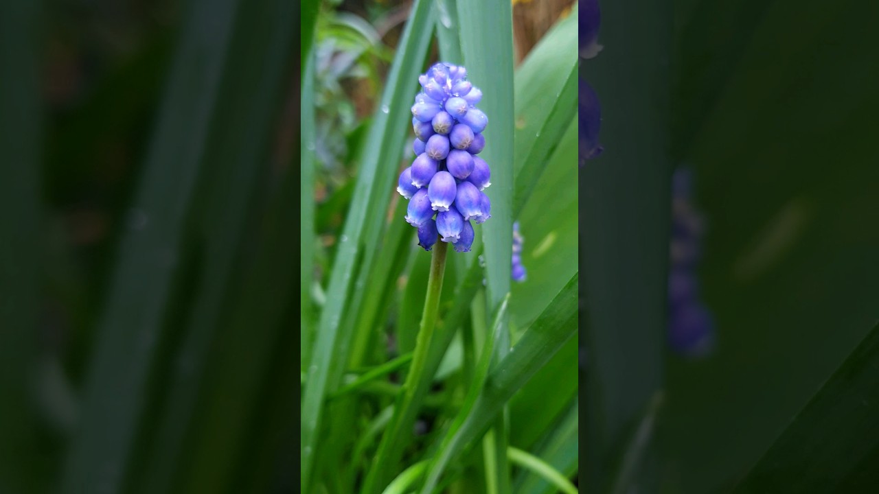 Magical Muscari (Grape Hyacinth)