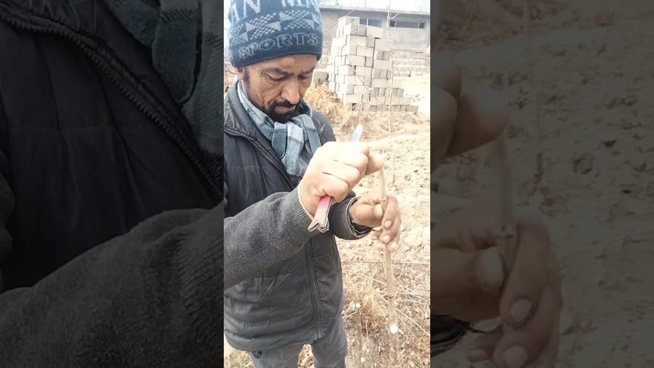 Simple grafting Technique in Hunza valley 🌳🌲☘️