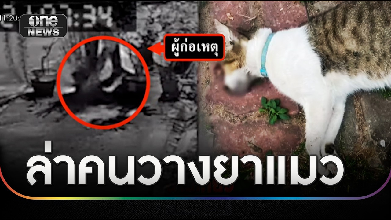 เปิดวงจรปิดล่าคนวางยา แมวตายแล้ว 8 ตัว | ข่าวเที่ยงช่องวัน | สำนักข่าววันนิวส์