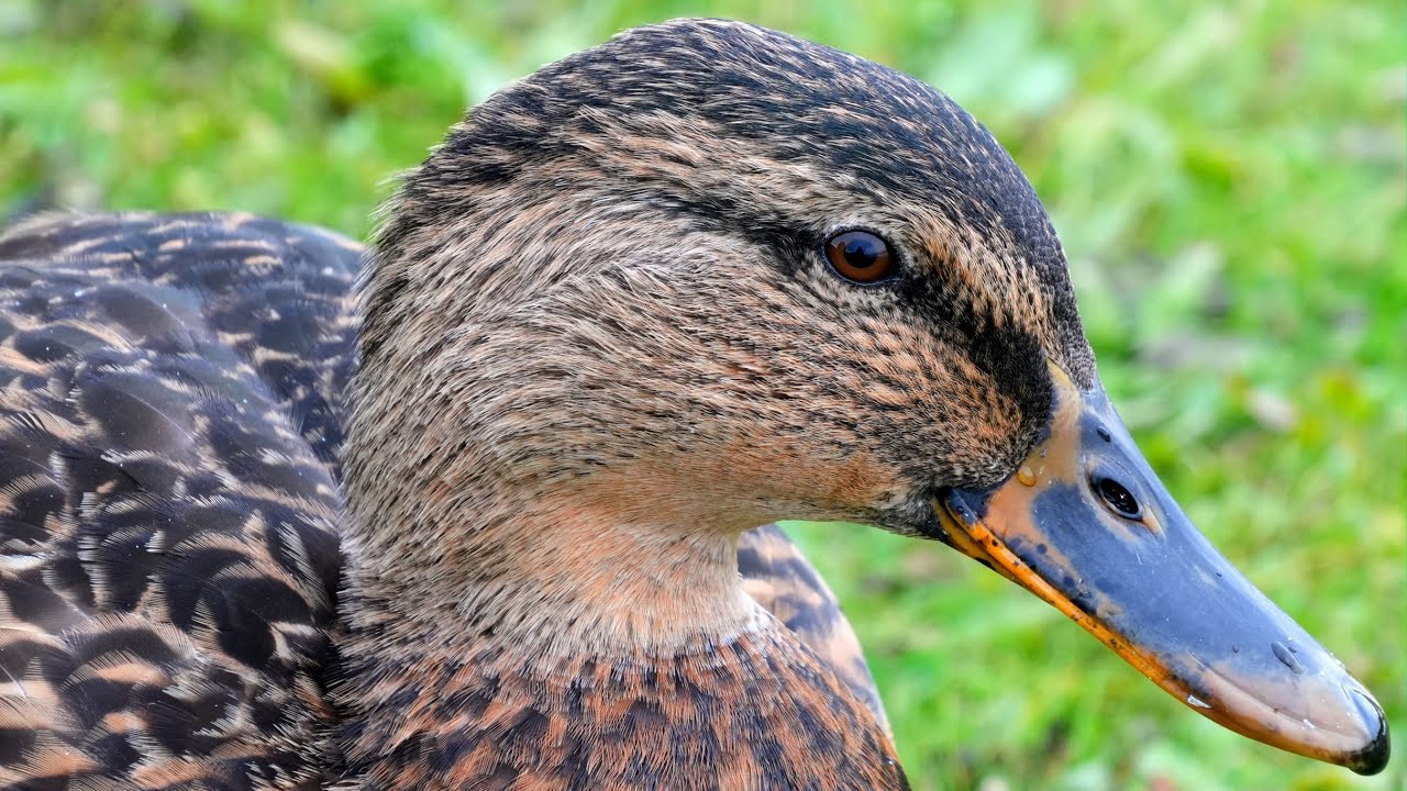 Not so wild ducks