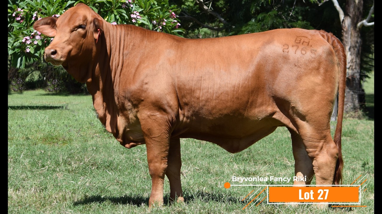 National Female Sale 26 - Bryvonlea Fancy Riki