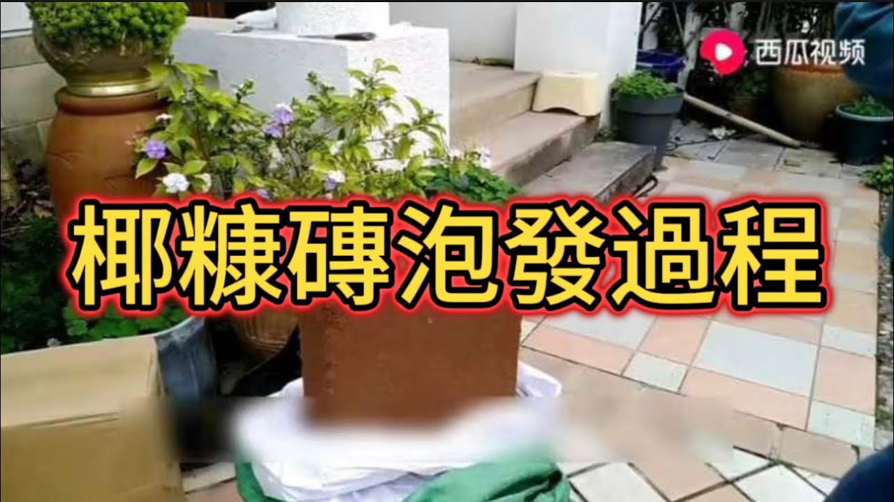 椰糠磚泡發過程，為什麼一個成功一個失敗？#花園 #花园