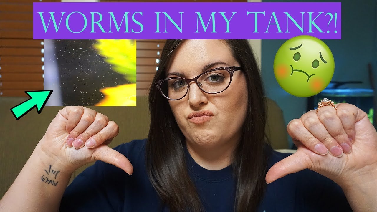 Hundreds of Worms in My Aquarium! | Detritus Worms