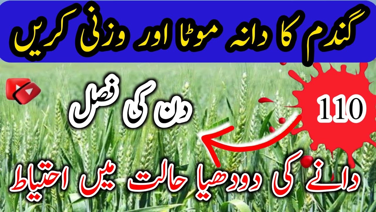 wheat grains filling stage / How to increase size and weight of wheat grains milking stage