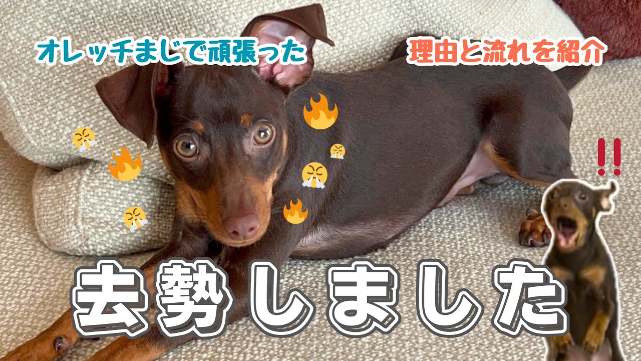 【おタマばいばい👋】なんで去勢したの❓術前と術後🏥をお話しします🗣️‼️