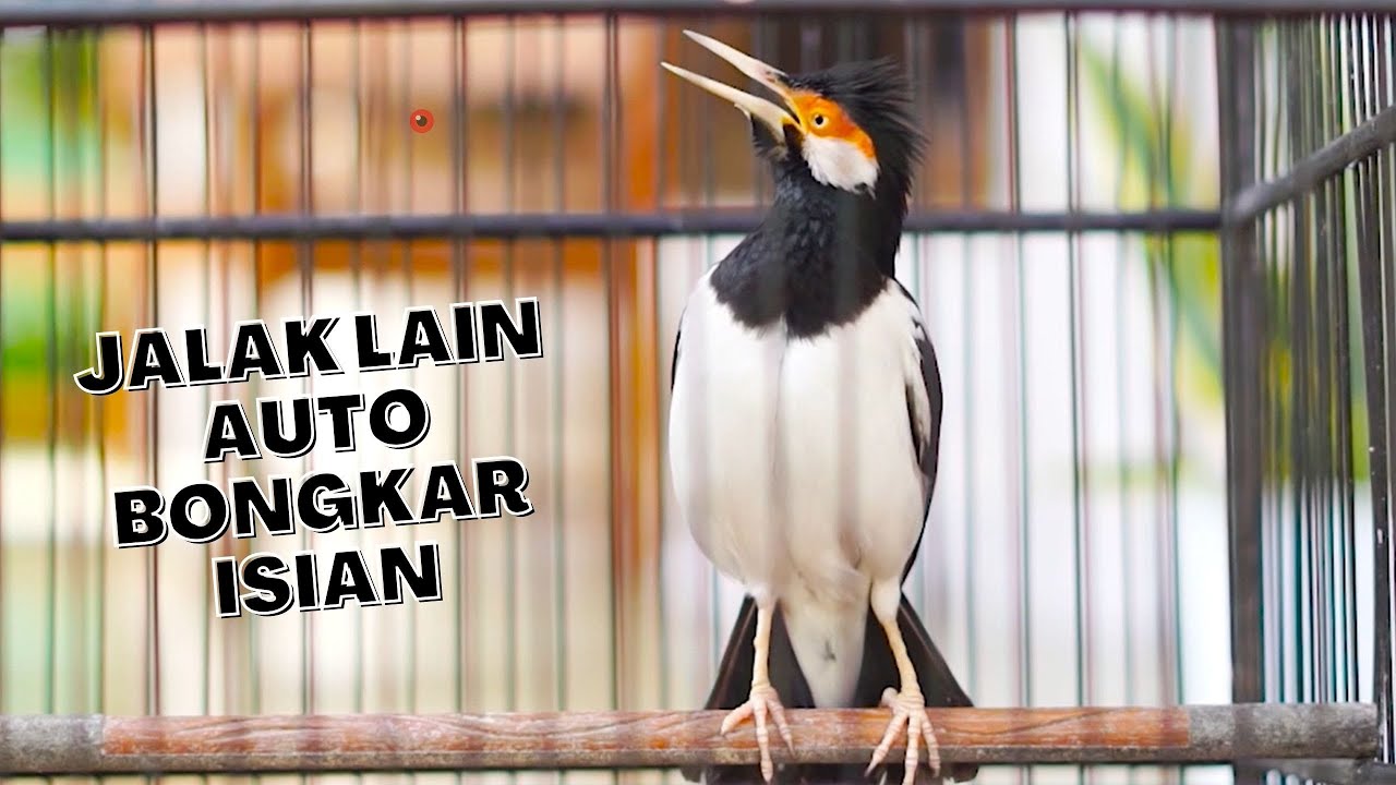 Pancingan Jalak Suren Gacor Full Isian Jadikan Jalak Lain Yang Dengar Auto Emosi Ikut Bongkar Materi