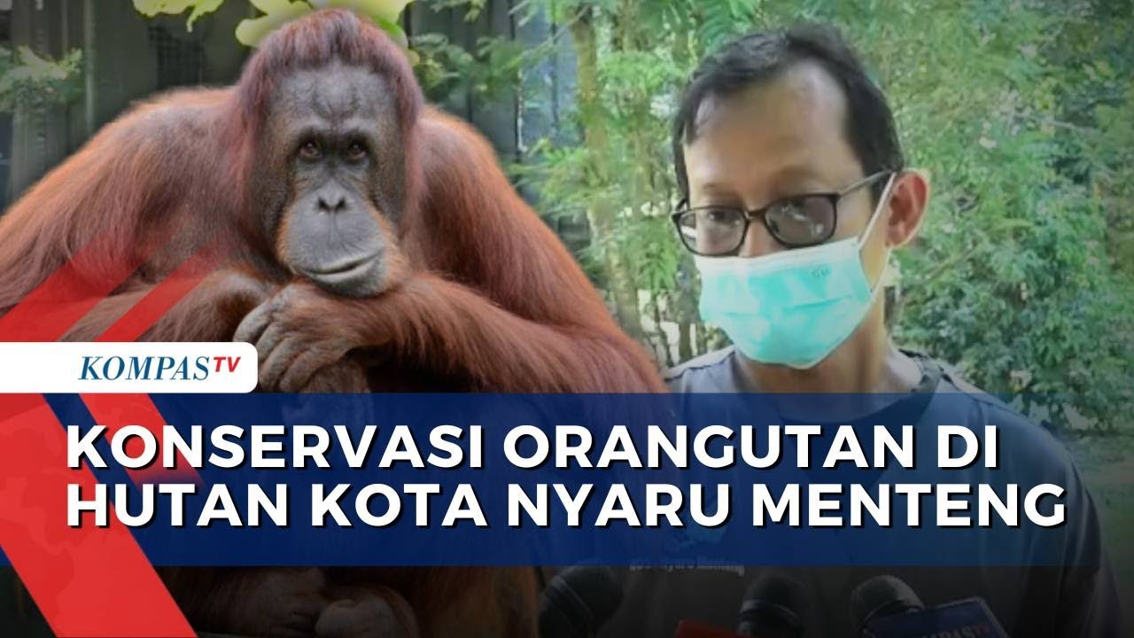 Wisata Hutan Kota Nyaru Menteng Palangkaraya: Sensasi Alam Liar & Konservasi Orangutan | KS