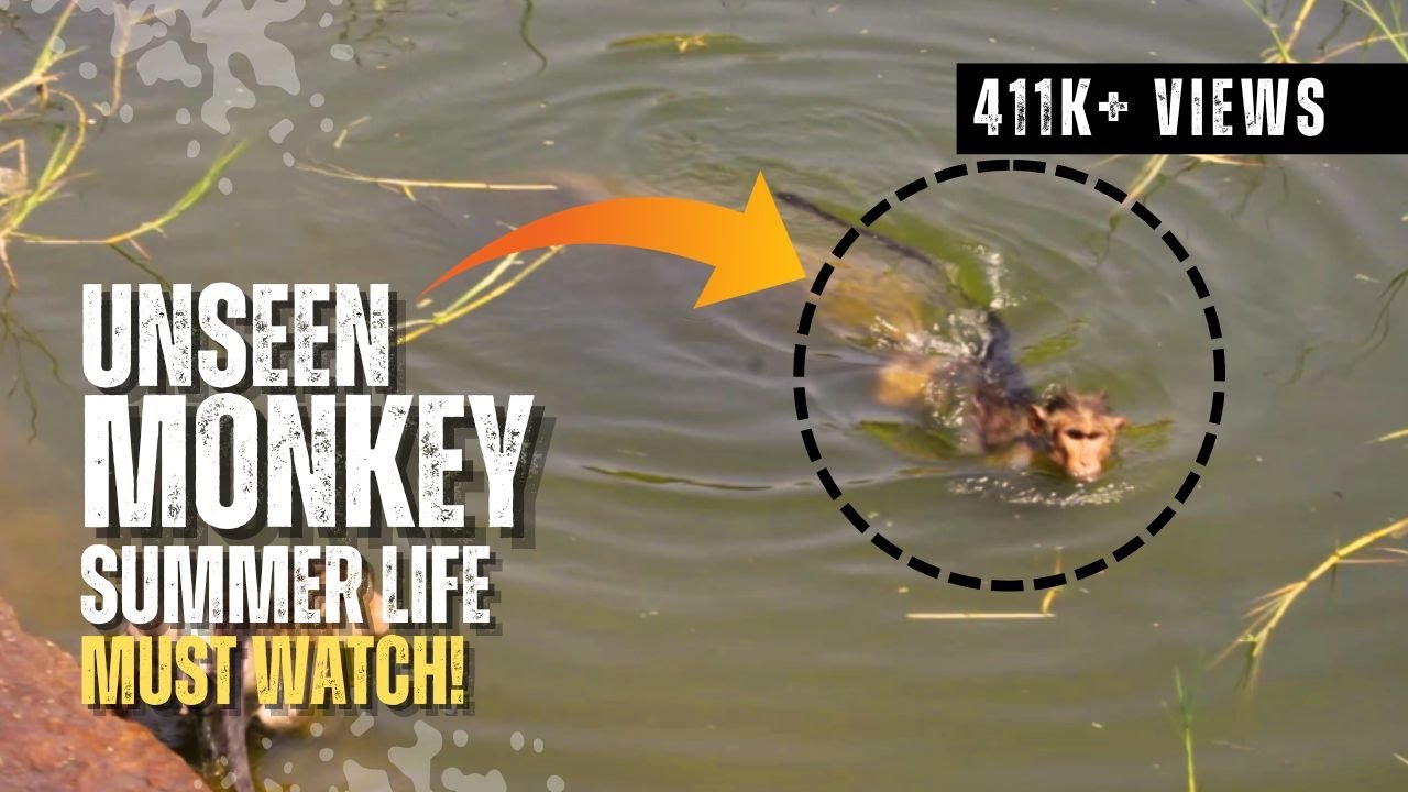 Unseen Monkey Summer Life – Must Watch!