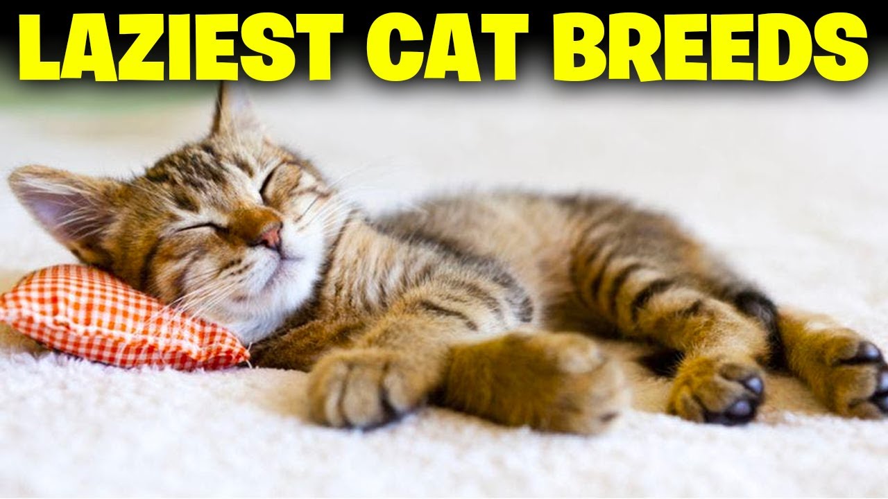 10 Laziest Cat Breeds In The World