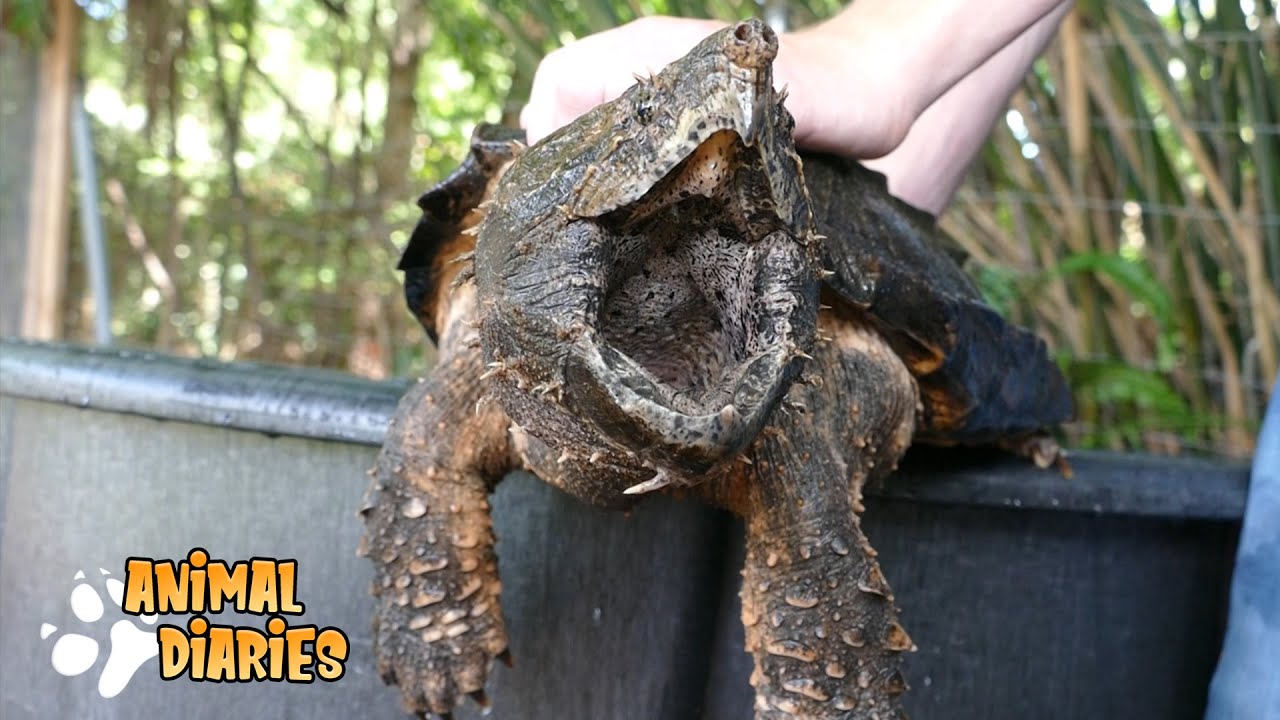 What is it like to own Alligator Snapping Turtles? - A day in the life of my Snapping Turtles!