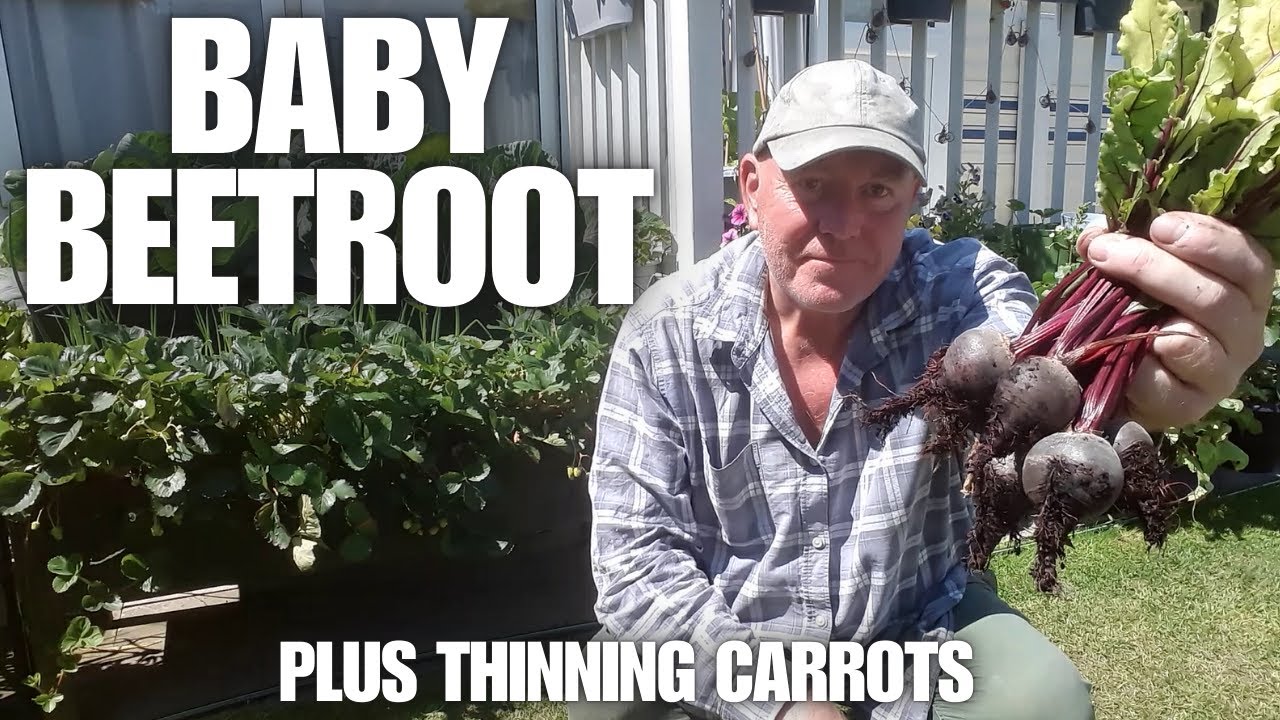 Growing Baby Beetroot In Containers [Container Gardening ]