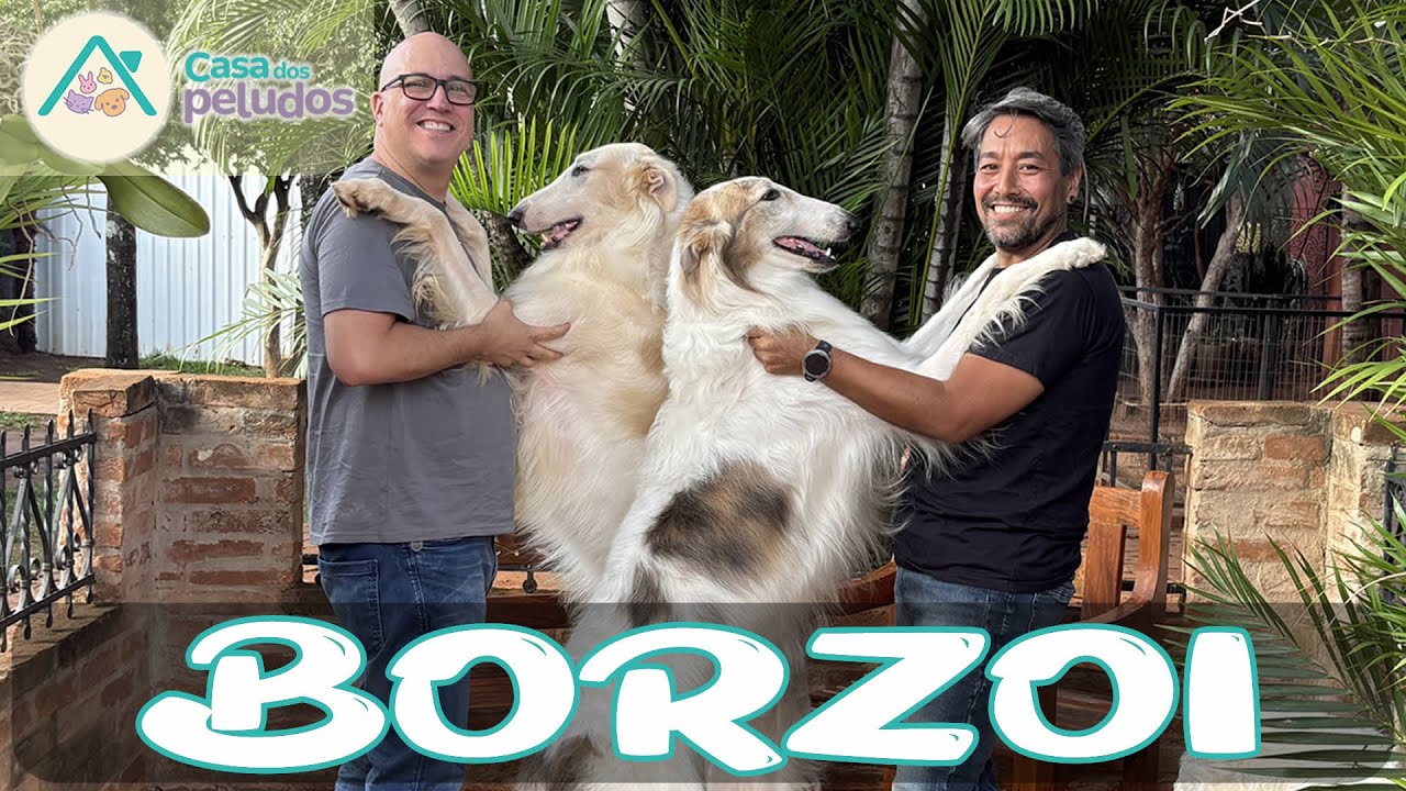 BORZOI: O CÃO RUSSO MAIS ELEGANTE DO MUNDO! | Descubra os Segredos dessa Raça Nobre!