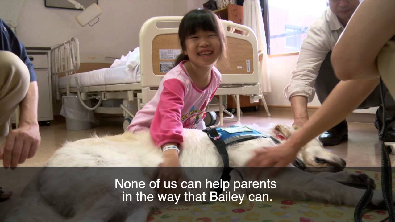 ! Shine On Kids - Facility Dog Program - Shizuoka Children Hospital - Interview - Nurse Kato