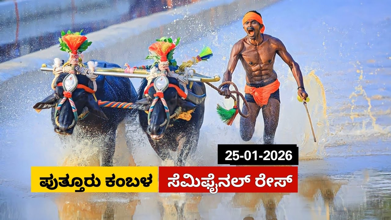 Puttur Kambala Semi  Final race 2026 | ಪುತ್ತೂರು ಕಂಬಳ  ಸೆಮಿಫೈನಲ್ ರೇಸ್