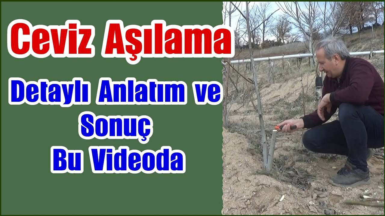 Ceviz aşılama detaylı anlatım - Ceviz aşısı - Walnut grafting