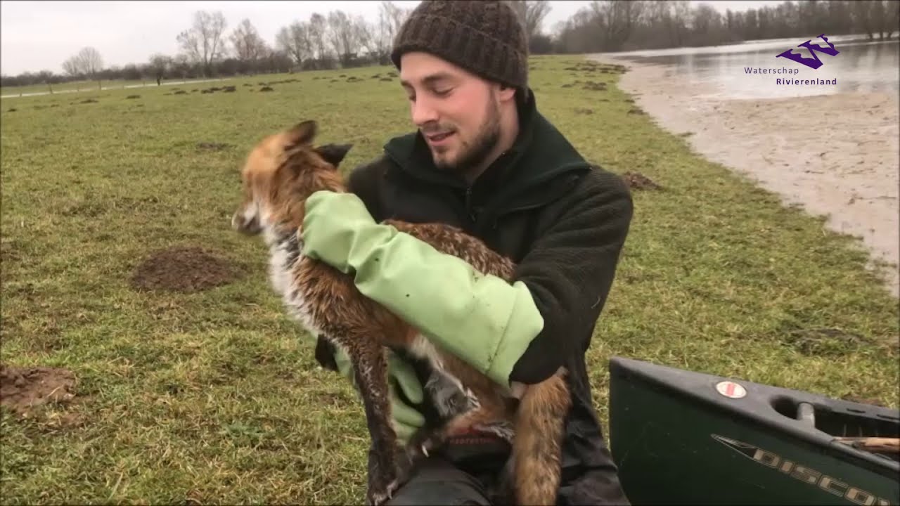 Hoogwater 2021: dieren in de uiterwaarden