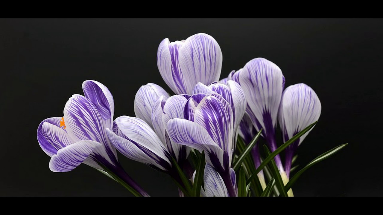 De lente kom eraan! - Een Mizzemos kinderliedje over de lente - Lenteliedje