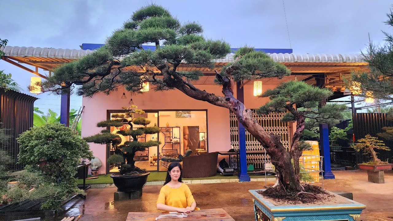 PAN CITY 669 🌺 Phi lao siêu đẹp, vừa chơi bonsai, bàn trà, hồ cá, vừa trang trí tư gia đẳng cấp  