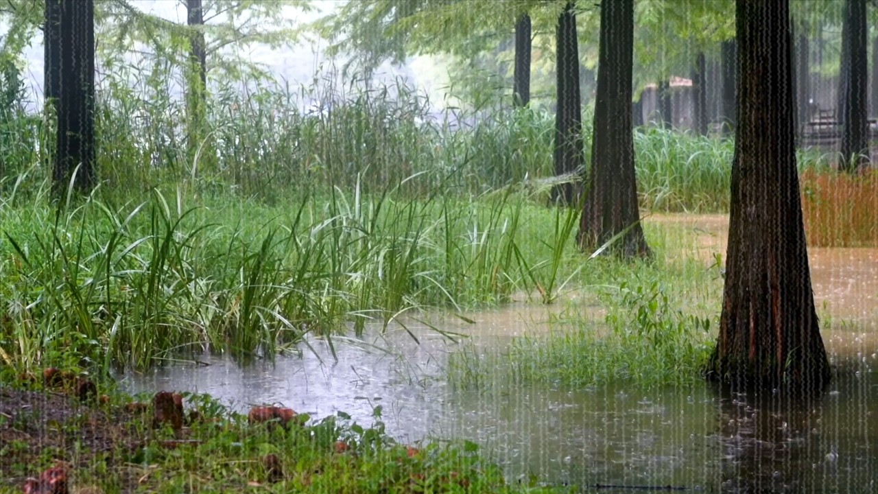 Mysterious Rain Sound in a Sunken Forest | Perfect Green Oasis, Beat Insomnia, Healing Compass ASMR