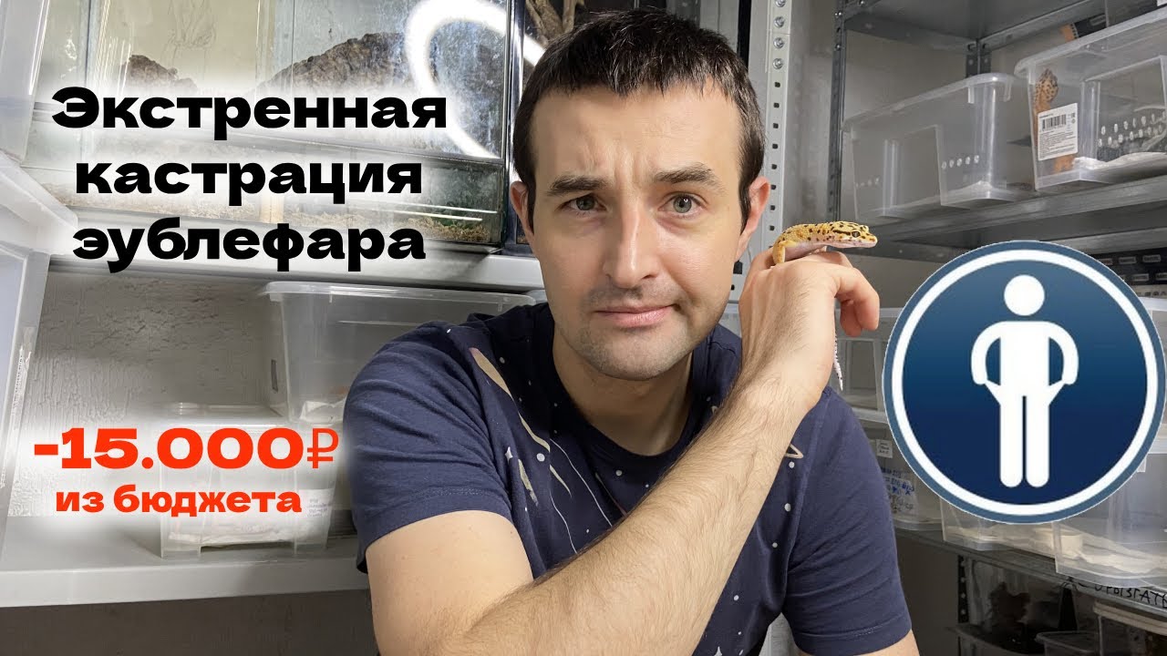 Завести самое простое животное и остаться без штанов :) Дистоция у эублефара