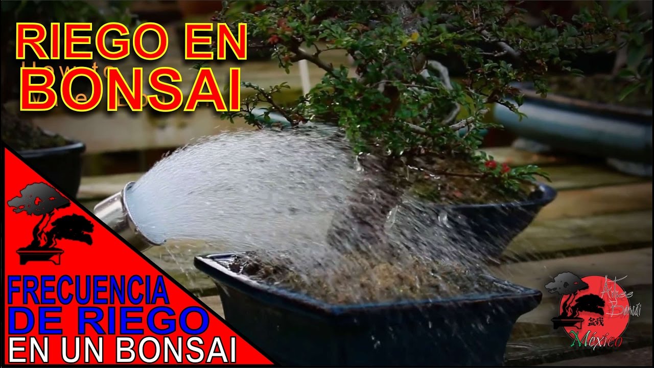 FRECUENCIA de RIEGO en un BONSAI
