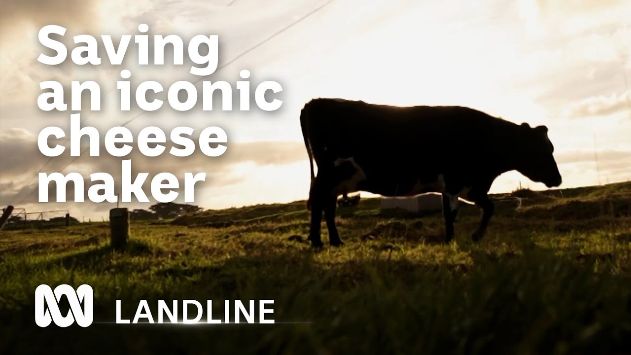 Two Aussie businessmen have saved Australia's most awarded cheese maker | Landline | ABC Australia