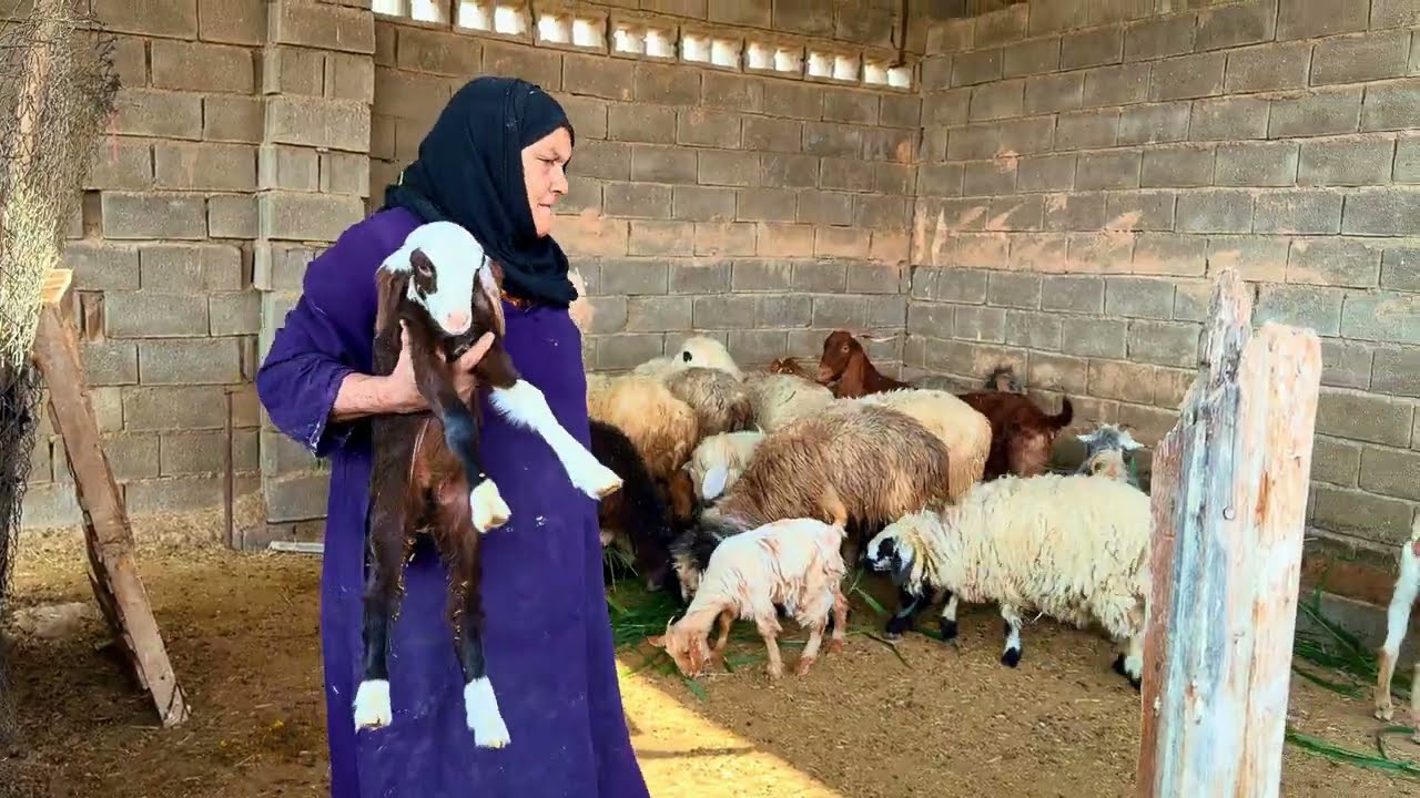 قصة حياة جدة وحيدة في جنوب إيران: خبز يدوي، رعاية الغنم، وصراع البقاء في الحياة الريفية التقليدية