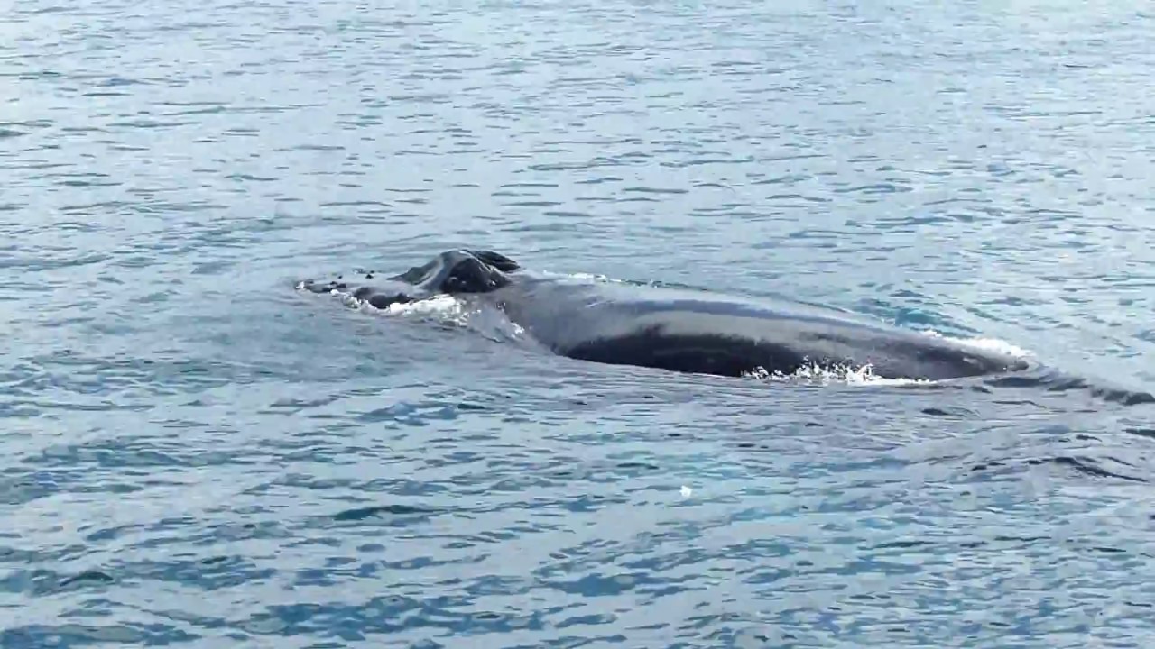 Whale Watching Holmavik - Iceland Whale Watching Westfjords