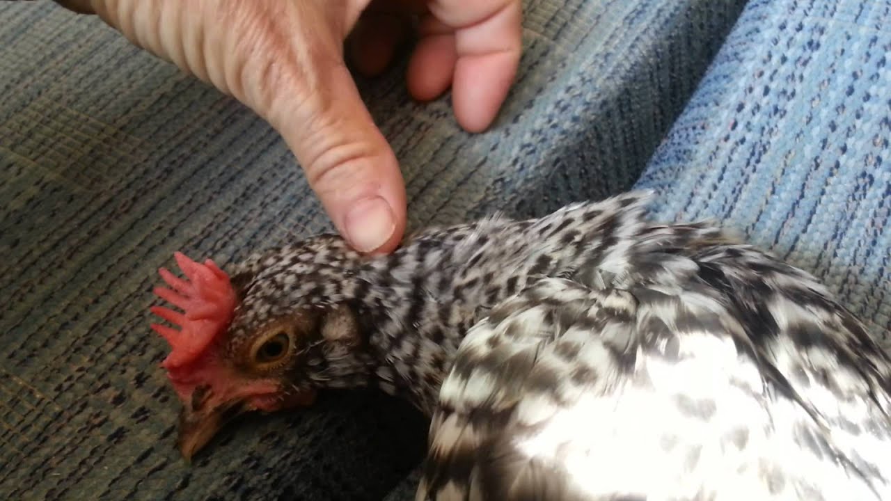 Spoiled chicken, lying on sofa getting petted