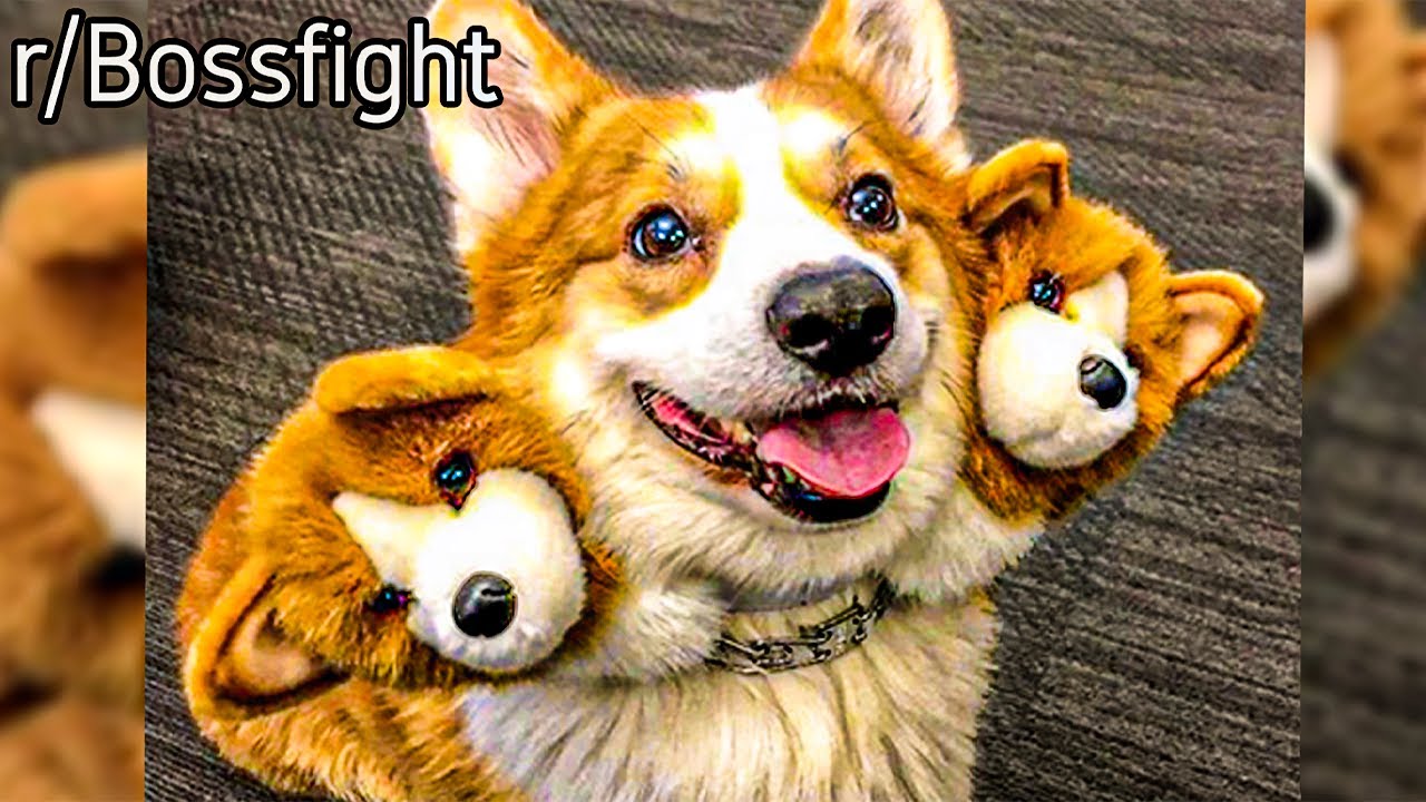 r/Bossfight | The Guardian of Hell: CERBERUS
