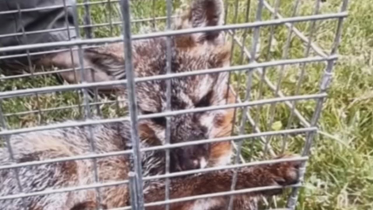 Teen saves little sister from wild fox attack
