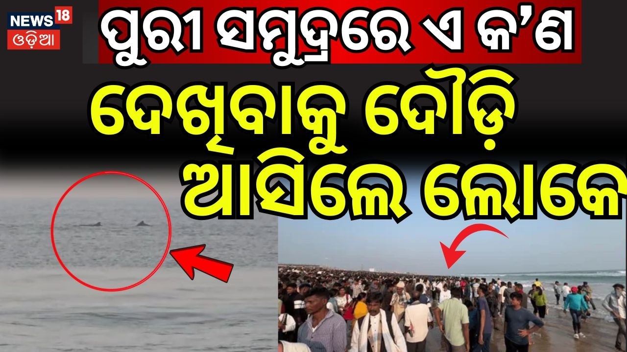 ପୁରୀ ସମୁଦ୍ରରେ ଏ କ'ଣ ଦେଖିବାକୁ ଦୌଡ଼ି...Dolphins Spotted in Puri Sea | Puri News Today | Odia News
