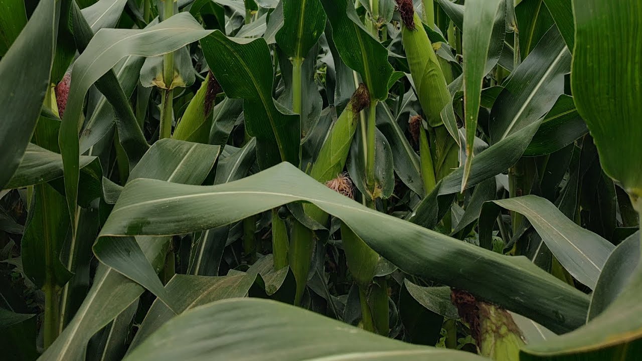 Elotes Asgrow 🌽🌽A 7573