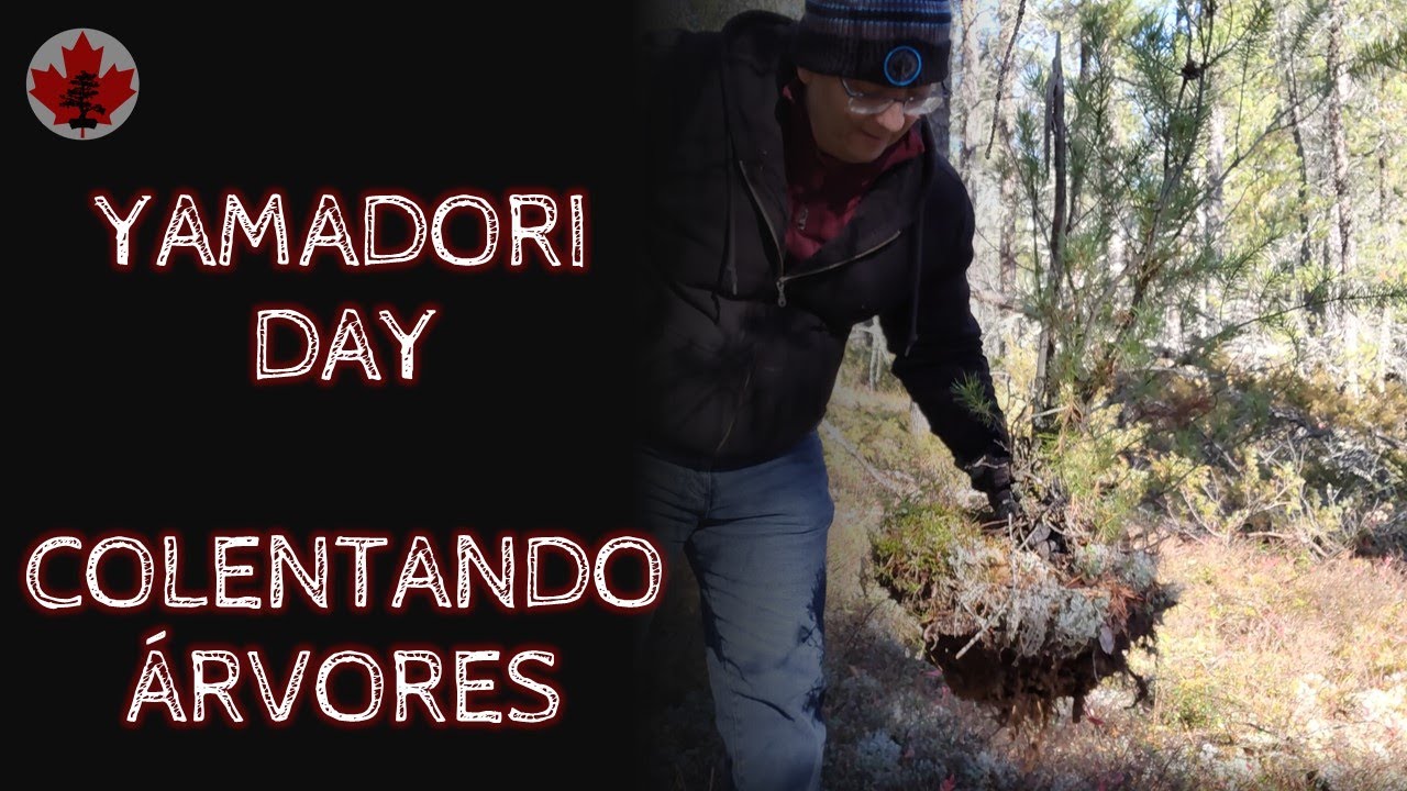 Yamadori Day, Coletando Árvores para Bonsai, Outubro 2020
