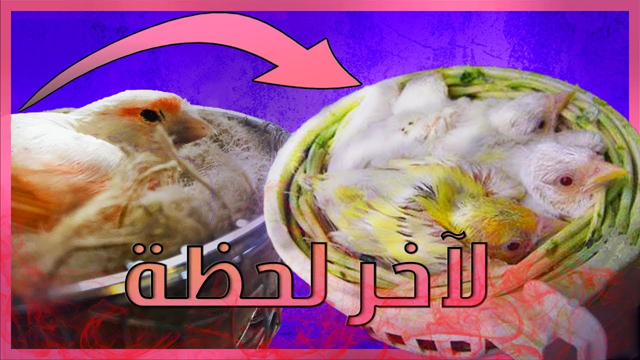 كيف أتعامل مع أنثى الكناري من أول أيام الحضن إلى آخر يوم لها مع الفراخ