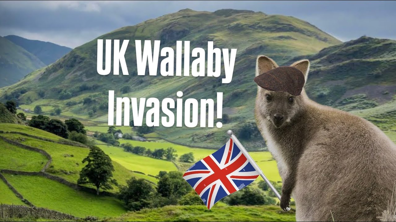 How Miniature Kangaroos Took Over The U.K.?!?