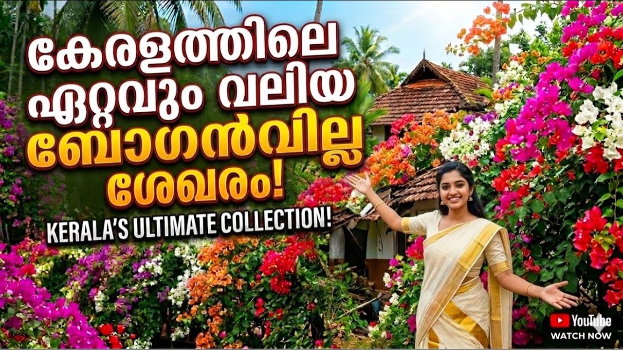 കേരളത്തിലെ ഏറ്റവും വലിയ  Bougainvillea കളക്ഷൻ  The largest Bougainvillea collection  #trend #garden 