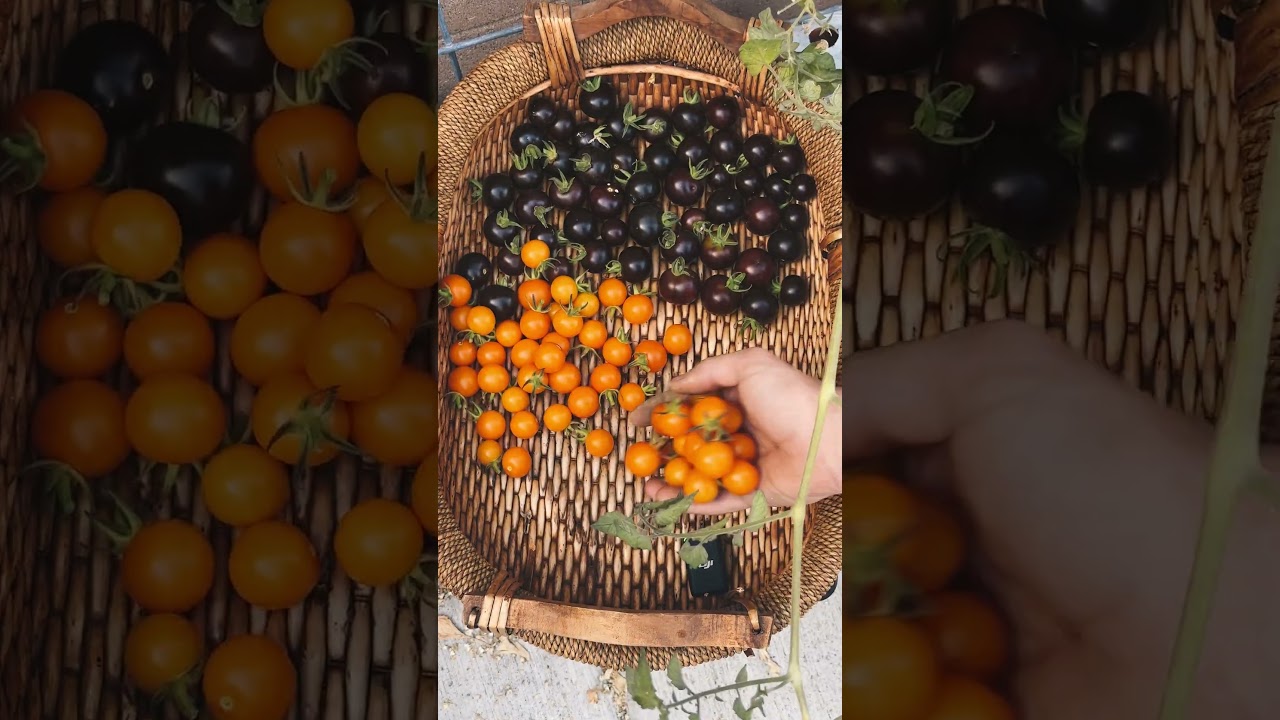 Today's MASSIVE Garden Harvest From My Urban Organic Garden