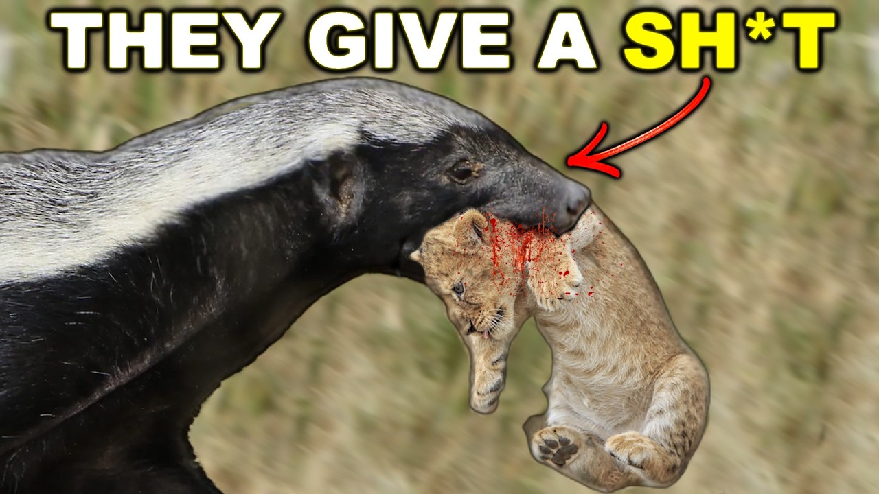 Why Honey Badgers Are FRAUDS