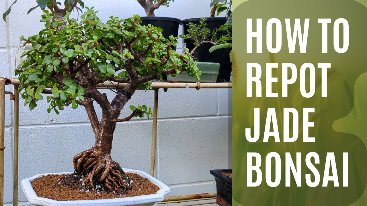 How To Repot Jade Bonsai