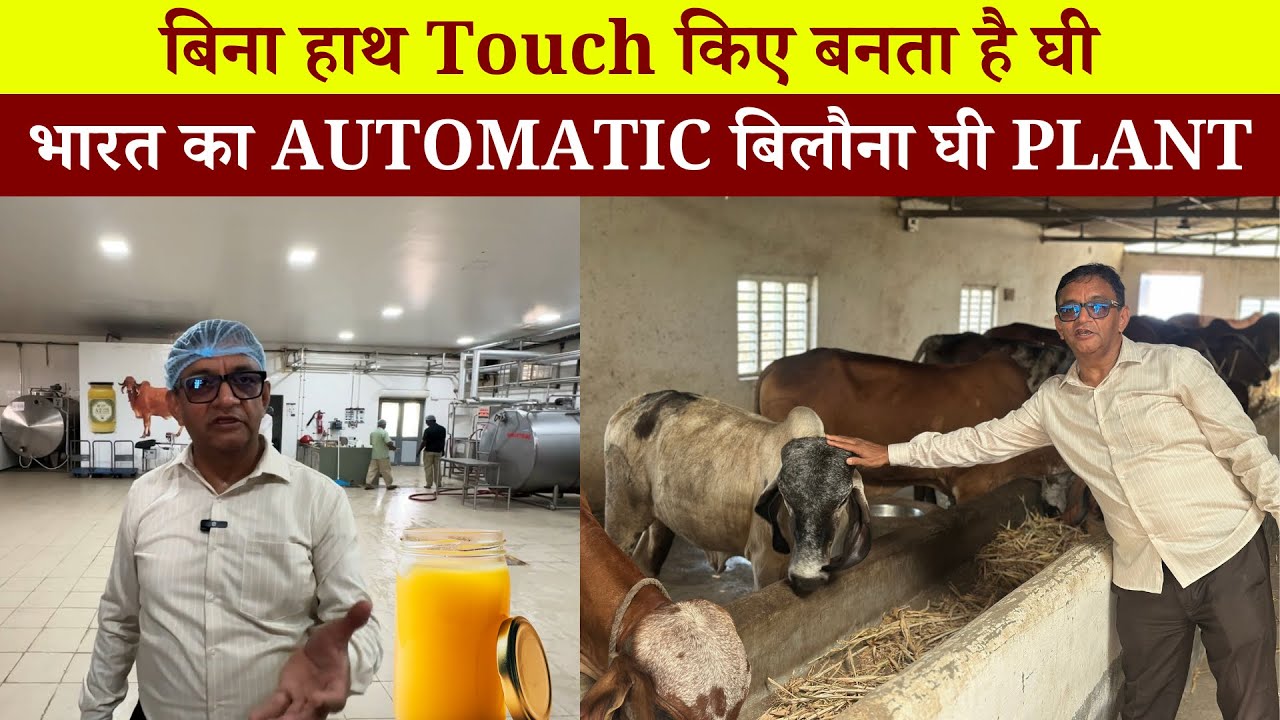 कैसे बनता है Gir गाय का देसी ghee || Automatic बिलोना घी plant || Must watch