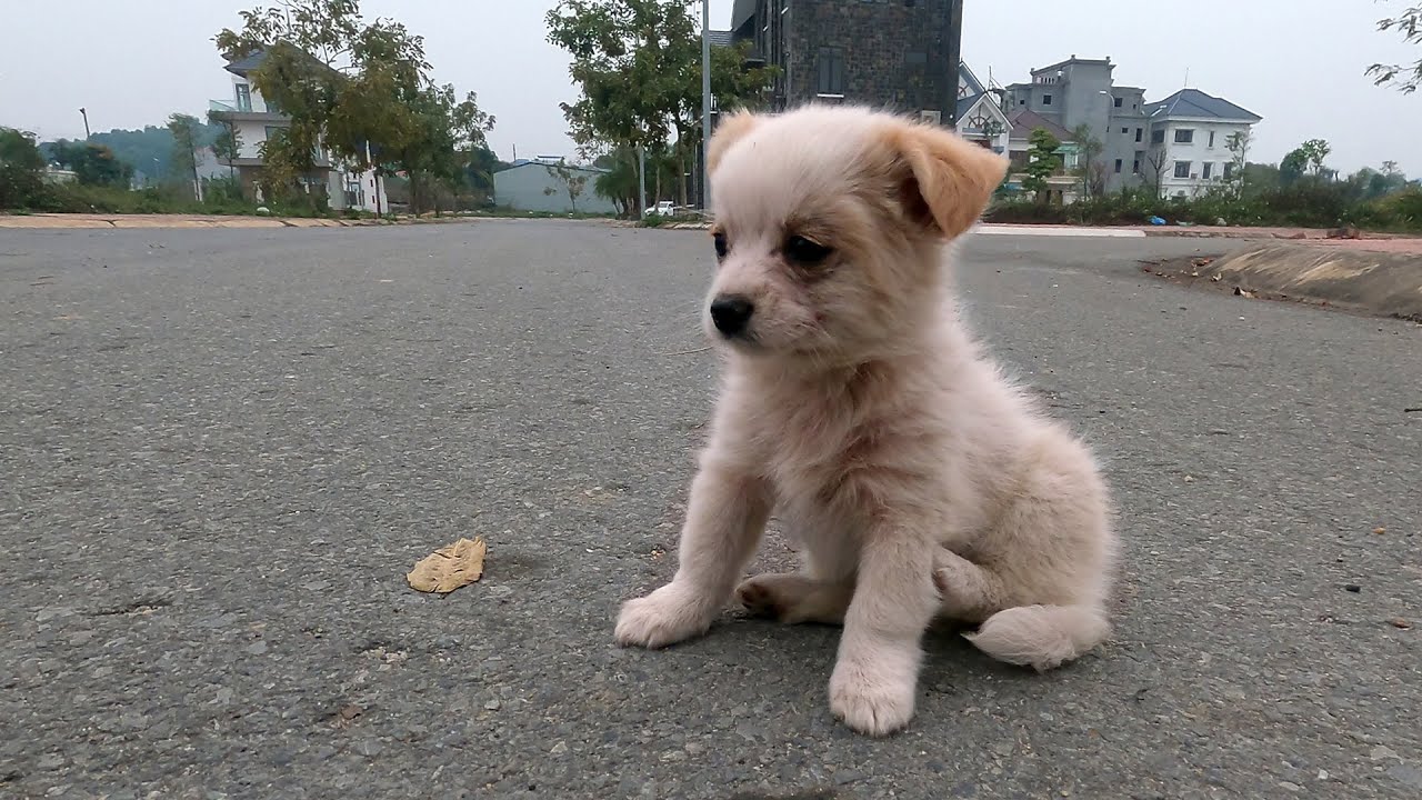 Can someone be our mommy? two puppies were crying because they were hungry.