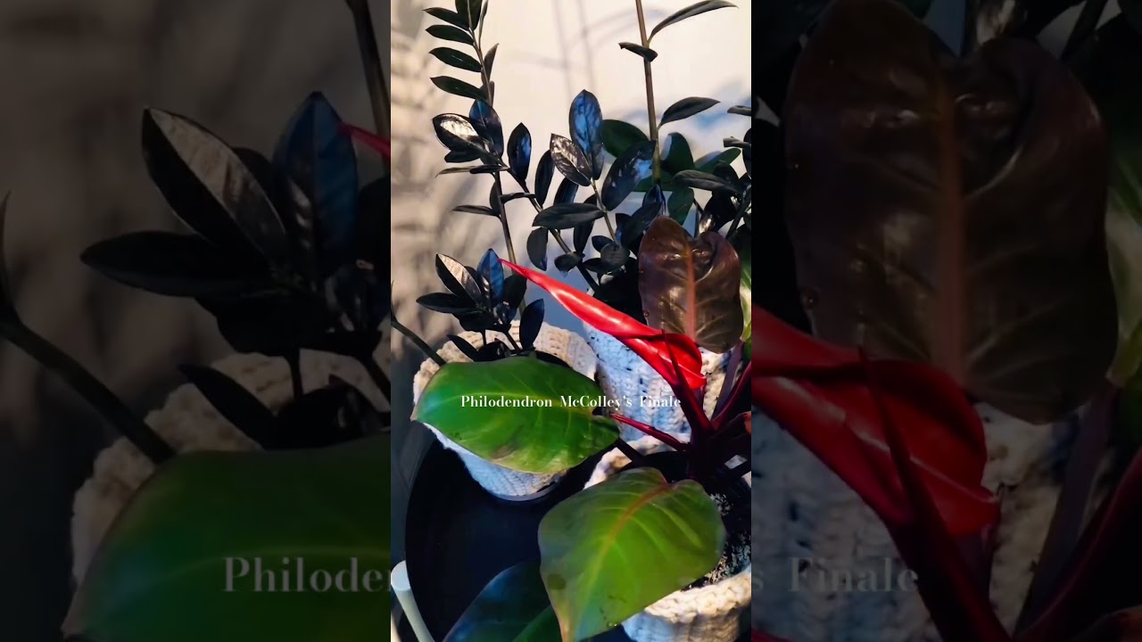 Philodendron McColley's Finale time lapse. 8days in 18seconds