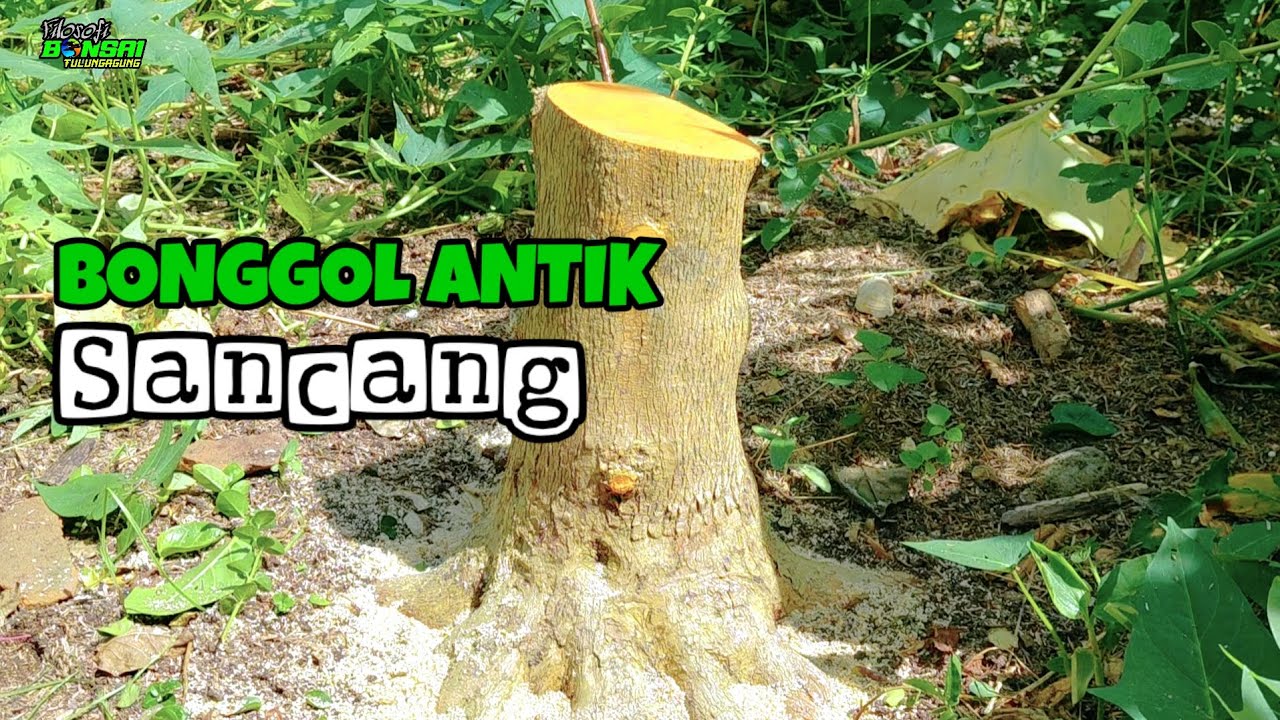 TEHNIK DASAR MEMBUAT BONSAI NATURAL