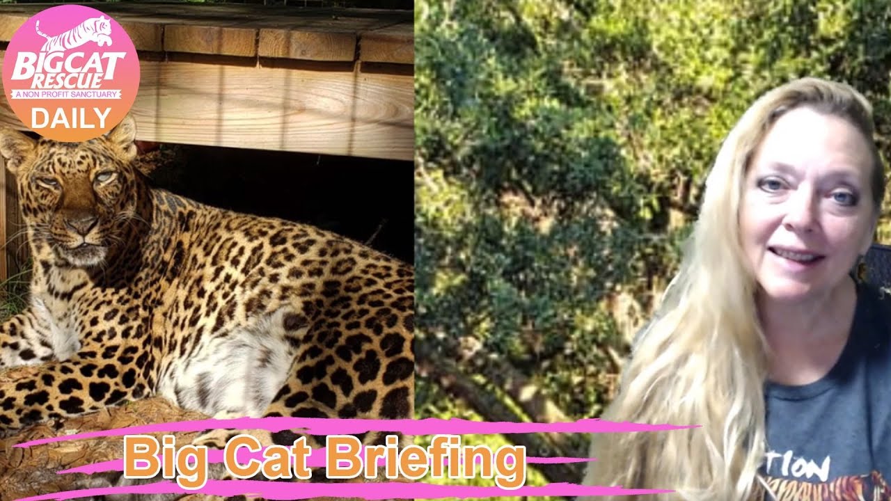 Big Cat Briefing 05 03 2020