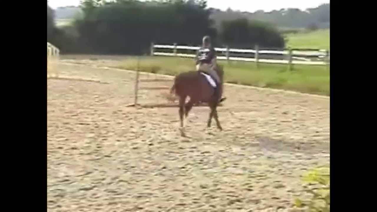 ShowJumperClinic.com Presents Jeroen Dubbledam Riding & Lecturing Chopin Lasila sample 2552