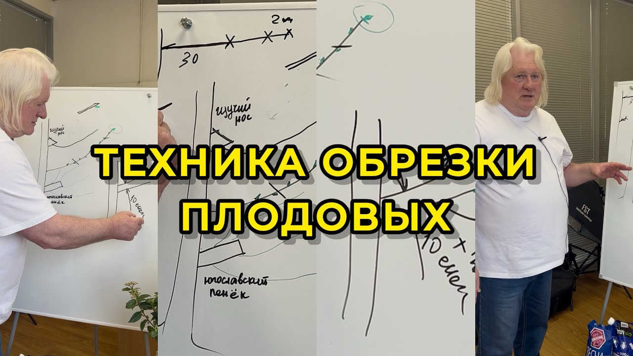 Что нужно знать про обрезку плодовых деревьев?