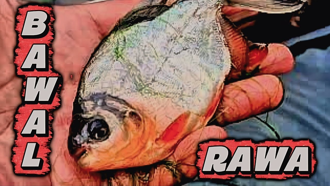 Mancing ikan bawal rawa pening