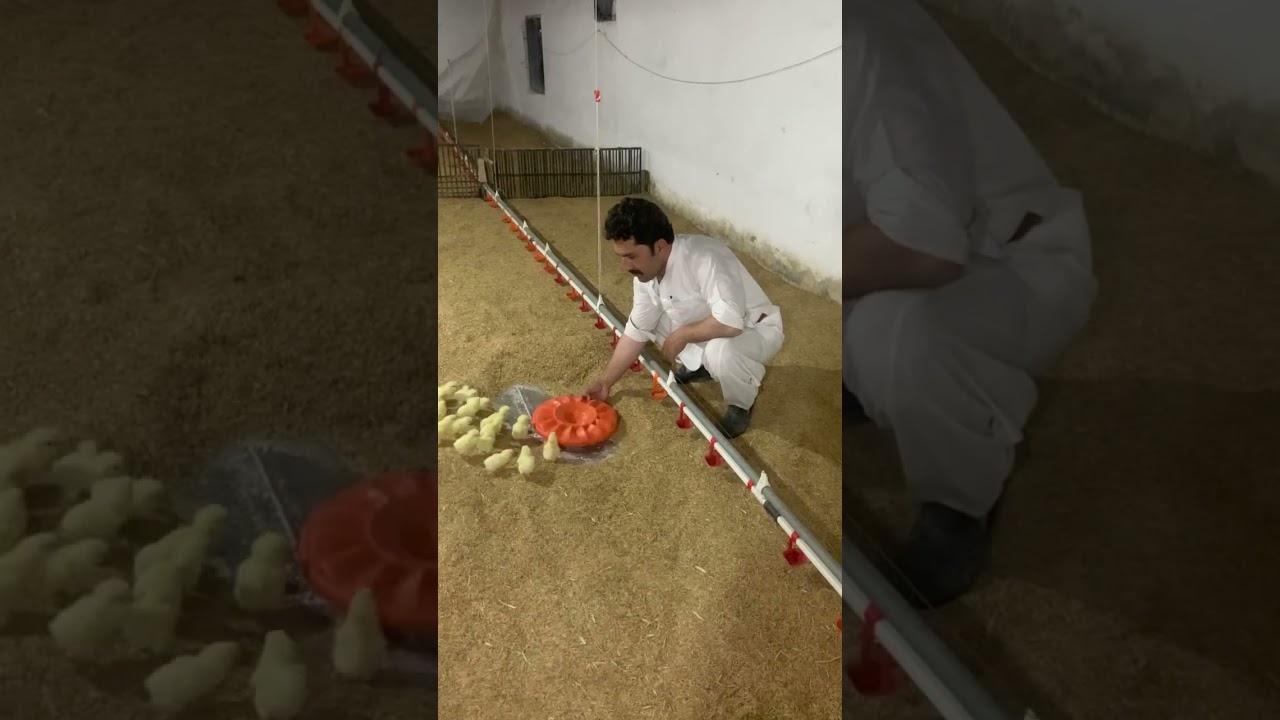 Dawood Khan Poultry Farming Sargodha