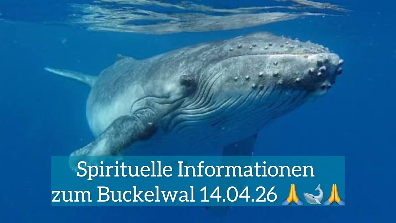 Spirituelle Informationen zum Buckelwal 14.04.26 🙏🐋🙏